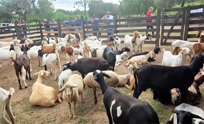 2do. Congreso de Caprinocultura y Educación de Quilino, con proyección nacional