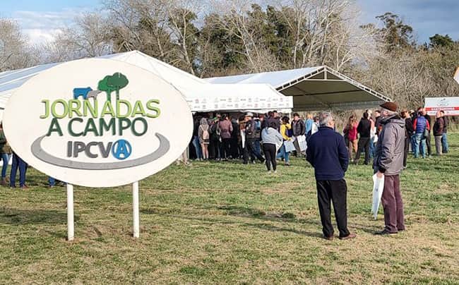 Ganadería recargada: cómo convertir grano a carne de manera simple, rentable y lista para el mercado