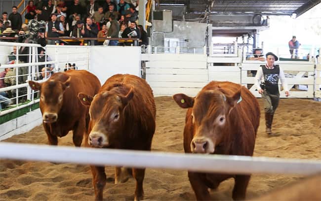 Expo Rural de Jesus María. Se conocieron la oferta de reproductores y condiciones de venta