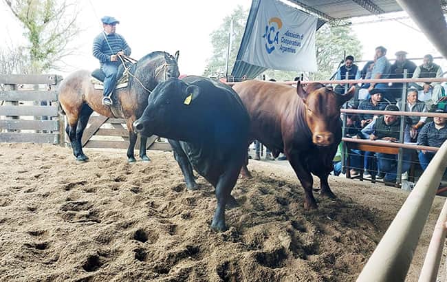 Una oferta que abarca 6 razas, en el 25° Remate Anual de Cabaña Santa Julia de la UCC