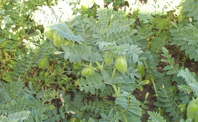 Garbanzo. Gran encuentro a campo para evaluar la evolución del cultivo, plagas, enfermedades y mercados