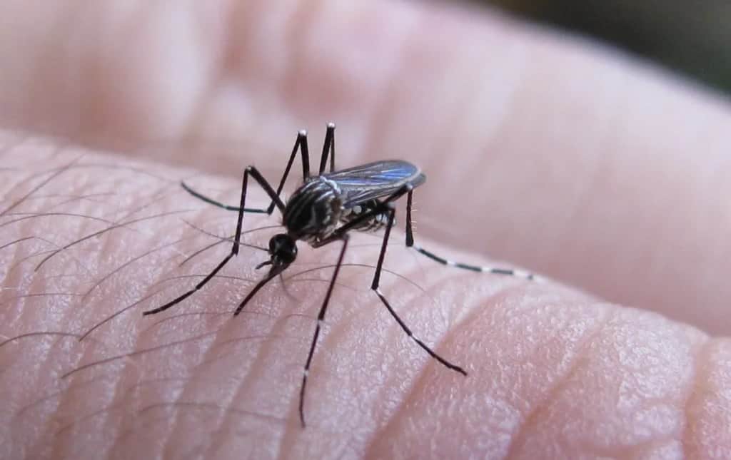 Fiebre chikungunya: se confirmó el primer caso de la temporada 2026-2027