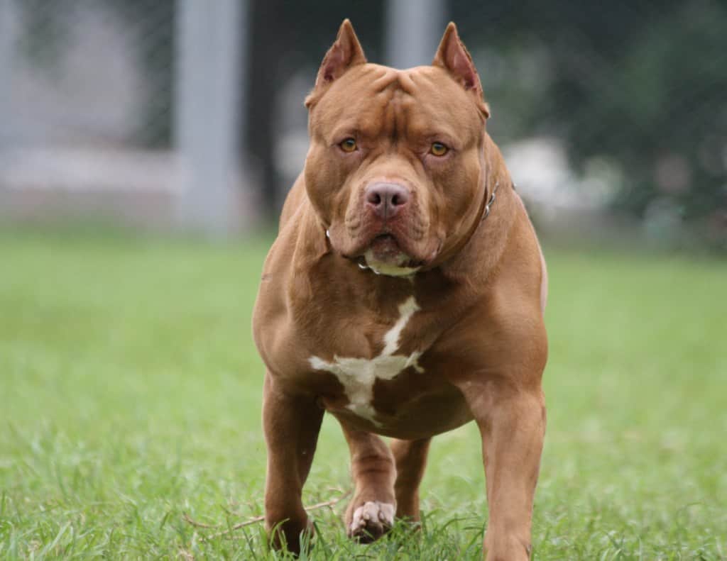 Caso Trinidad: tras el fallo judicial, impulsan un proyecto para regular la tenencia de perros peligrosos