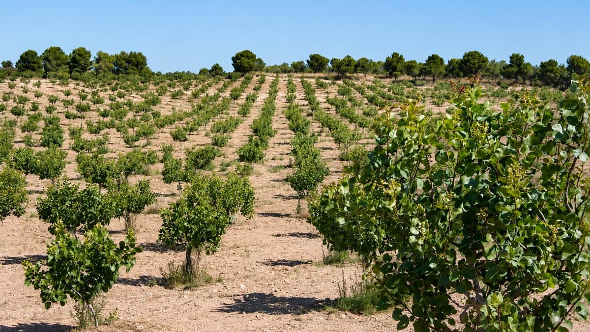 El pistacho supera las 9.000 hectáreas plantadas en Argentina y gana terreno como inversión agroindustrial