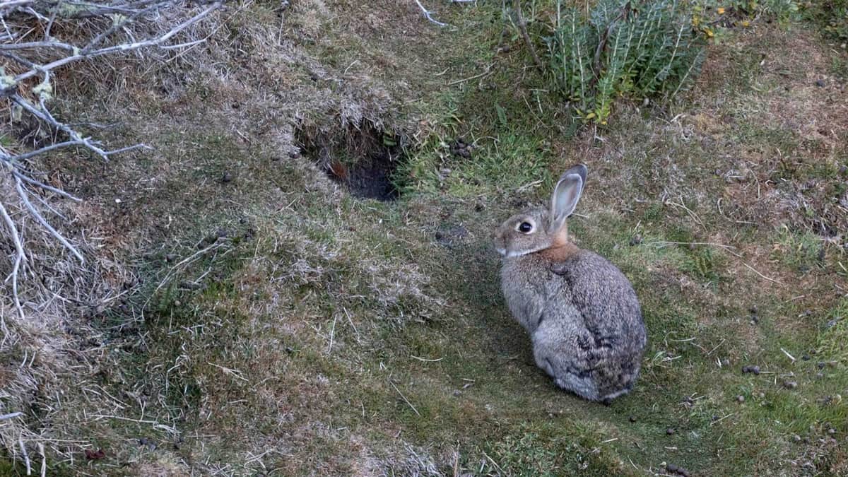 Un juez declaró a los conejos europeos como “sujetos de derecho”: los querían matar con gas fosfina en Ushuaia