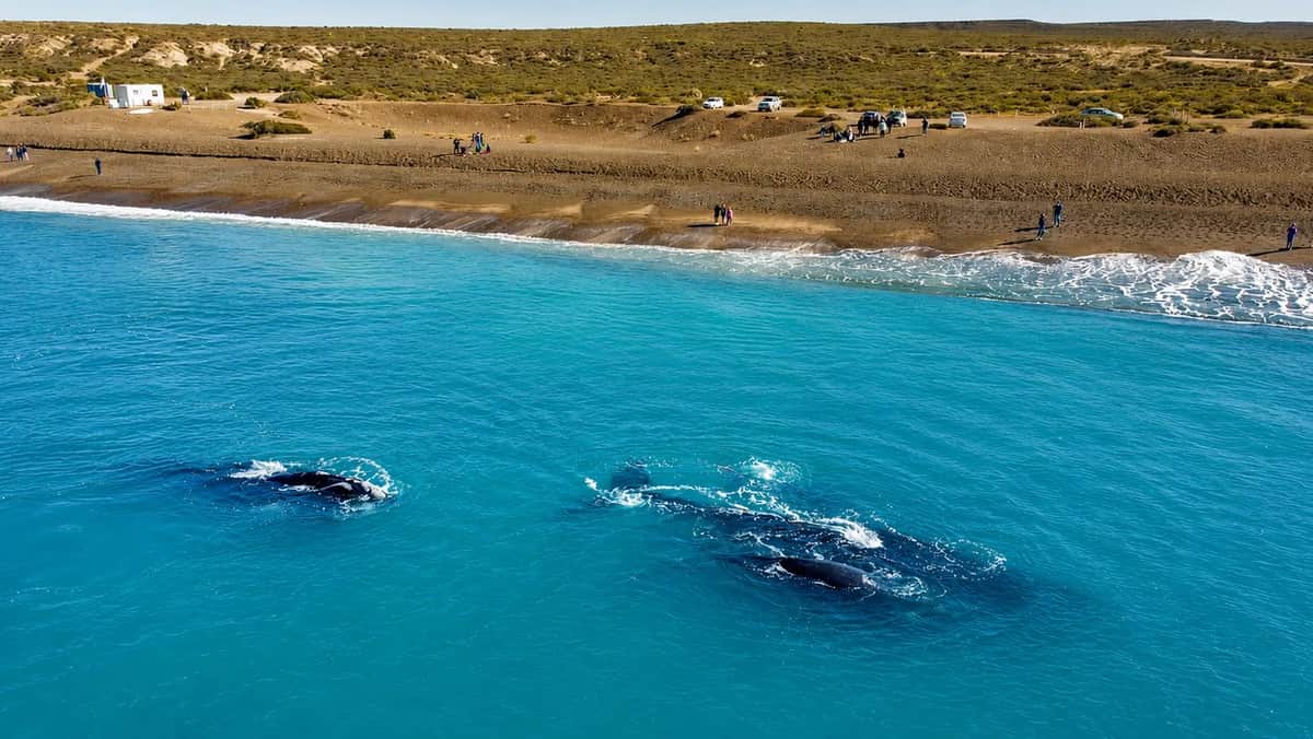 La postal del año en la Patagonia: avistan 1.300 ballenas francas y arranca la mejor temporada para verlas