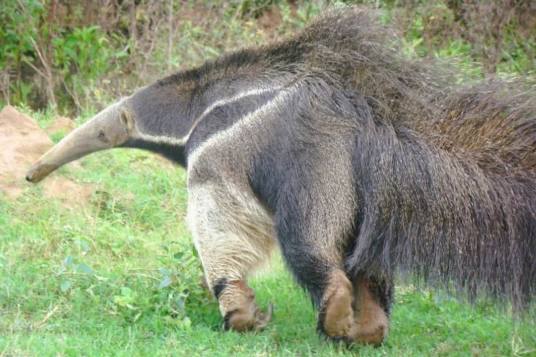 Dos cazadores solventarán la reposición del alambrado de una reserva luego del ataque de tres perros a un oso hormiguero