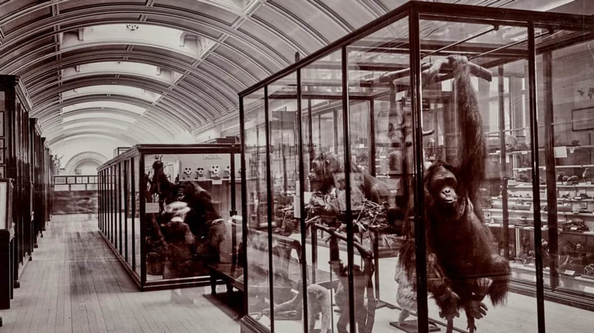 Reabren una galería del Museo de Historia Natural de Londres cerrada desde la Segunda Guerra Mundial