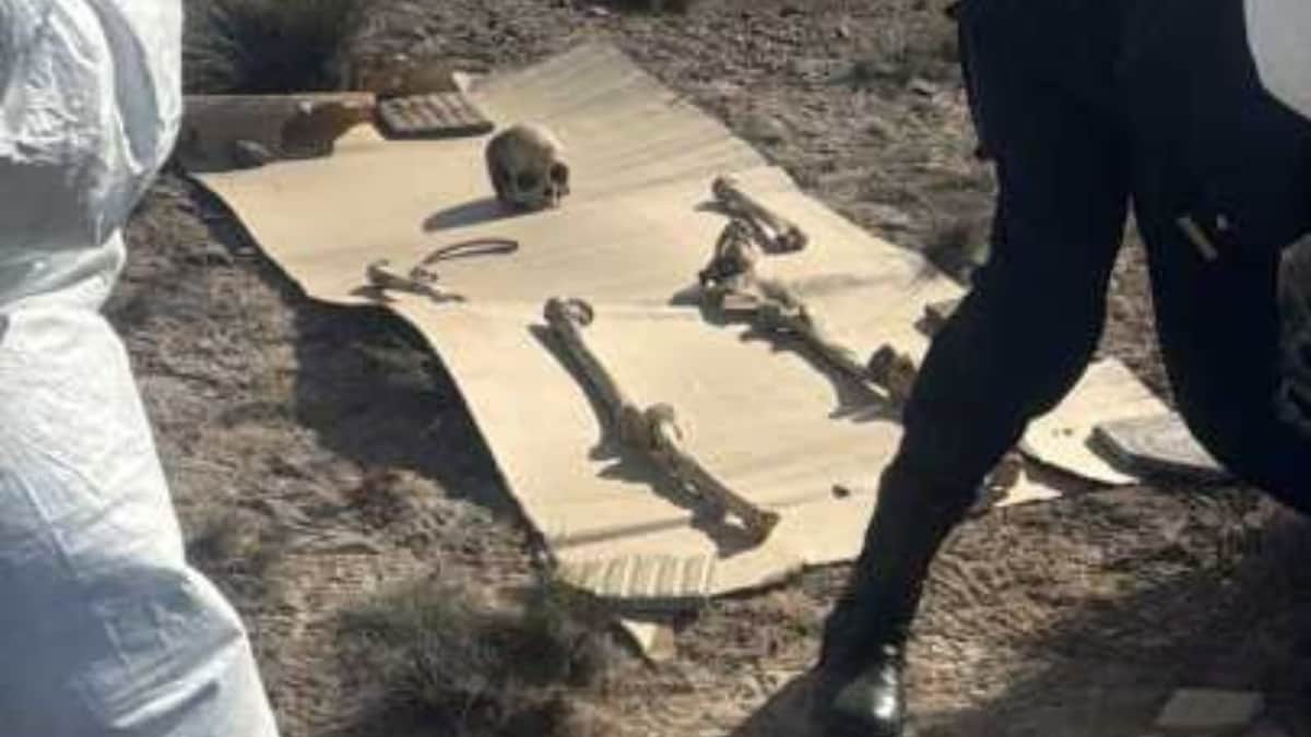 Caminaba con su perro y encontró 125 piezas óseas en Puerto Madryn: revelaron de qué se trata