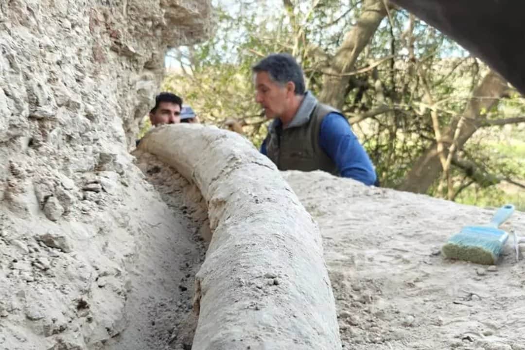 Hallan el colmillo más largo de un mastodonte de 500 mil años en San Pedro: cuánto mide