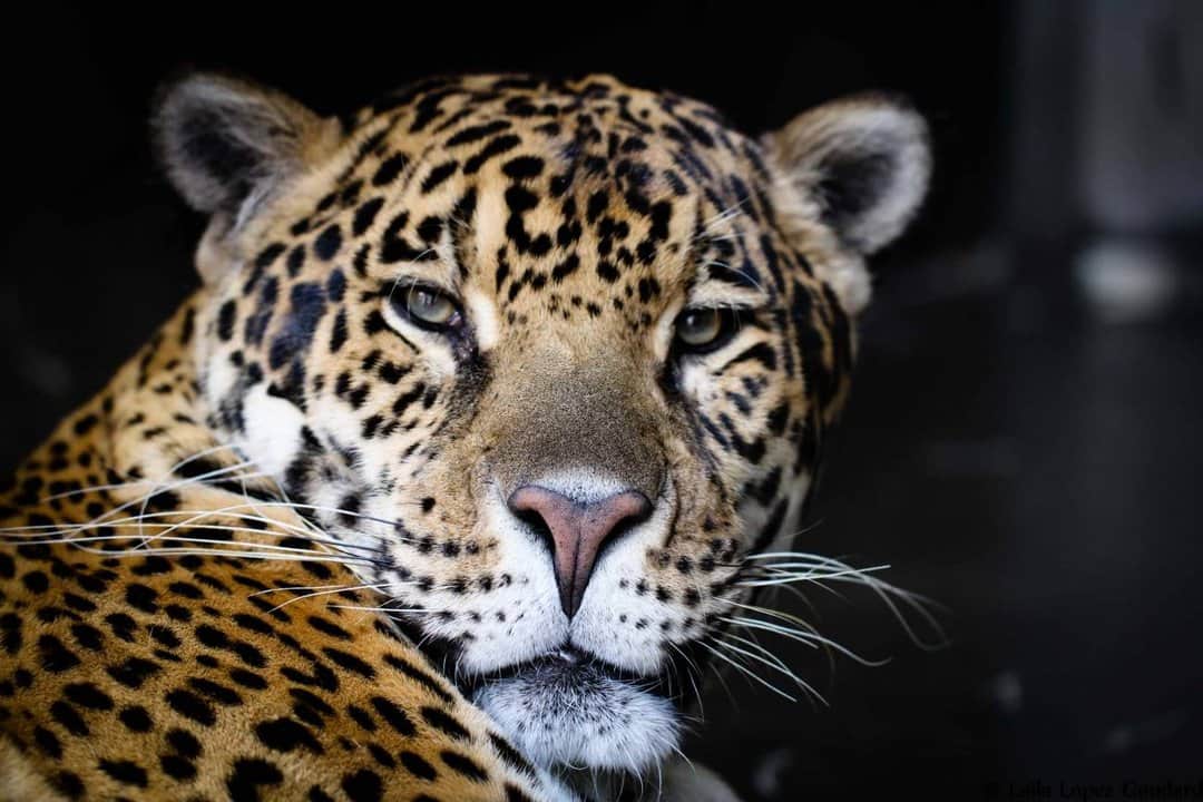 Hito en la conservación: científicos logran mejorar el genoma del yaguareté