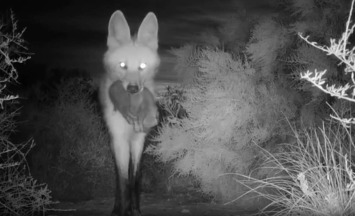 Emotivo: nacieron cuatro crías de aguará guazú en un parque nacional