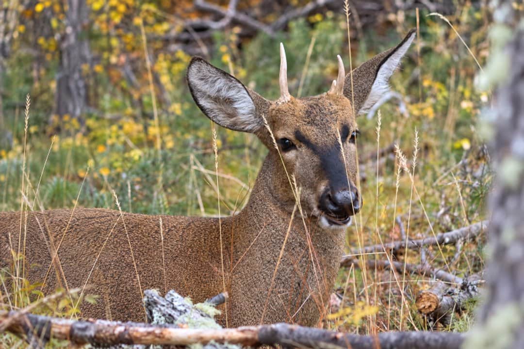 Avance científico para proteger al huemul: argentinos obtienen el primer genoma de referencia