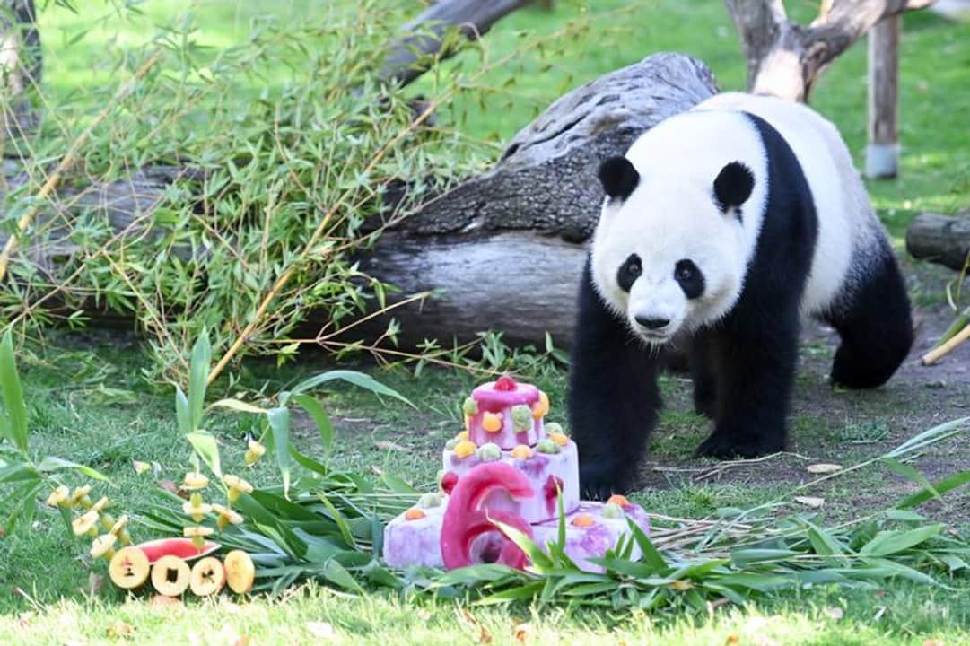 China envía pandas gigantes a EE. UU. para impulsar la cooperación internacional sobre estos animales