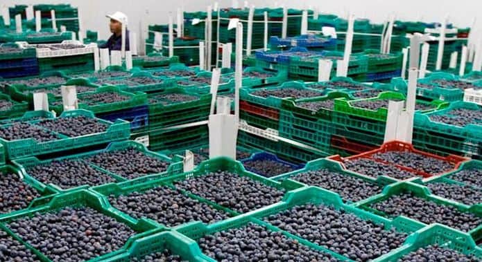 El mercado del arándano, al borde de un cambio estructural: Un informe sobre la producción de esta fruta mostró que crecer en volumen ya no garantizará rentabilidad