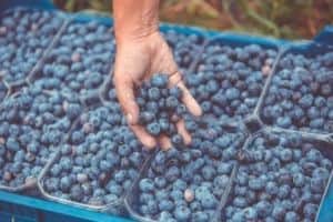 Un golpe de un millón de kilos en el corazón arandanero: El clima complicó la cosecha en Concordia, donde estiman pérdidas de hasta el 35% de la fruta