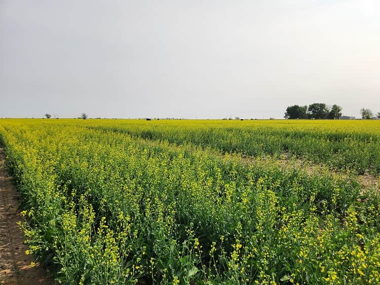 El mundo cambió: Bayer amplía su apuesta por los cultivos para biocombustibles y ahora va por la colza para fabricar diésel renovable