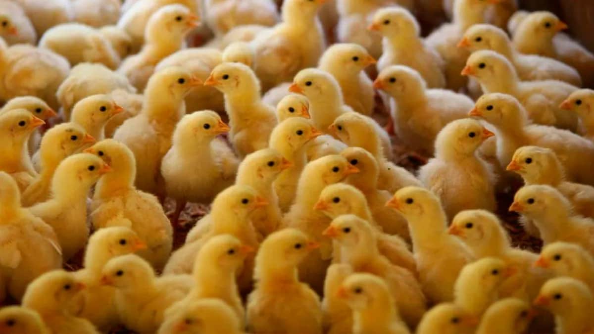 El agro paraguayo sigue sumando inversiones: Un grupo de Brasil anunció la instalación de una mega planta de reproducción avícola