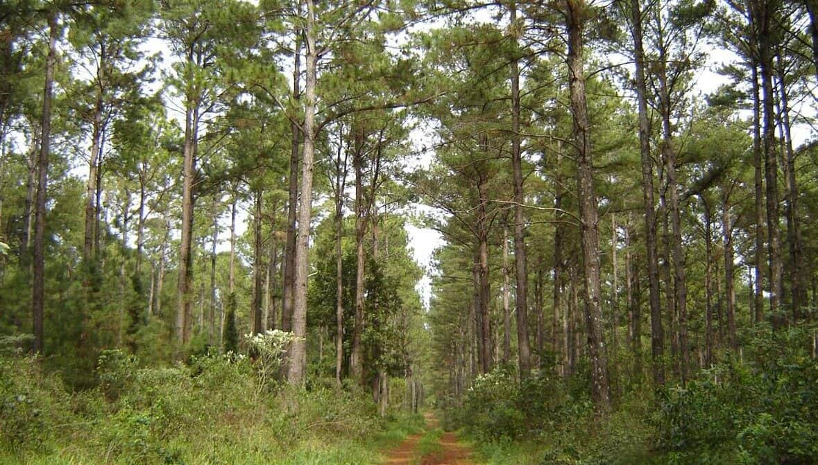 Proteger, pero con cuánto: El Presupuesto 2027 vuelve a dejar a la Ley de Bosques lejos del piso legal y recorta recursos para el manejo del fuego