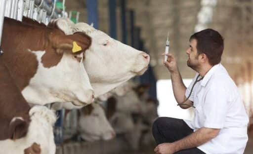 Clima de celebración entre los productores europeos que apoyan la suspensión de las importaciones de carne y otros productos de origen animal desde Brasil