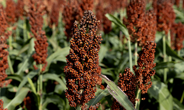 La paradoja del sorgo: La genética no para de mejorar, pero el rinde promedio argentino cayó 30% en 15 años