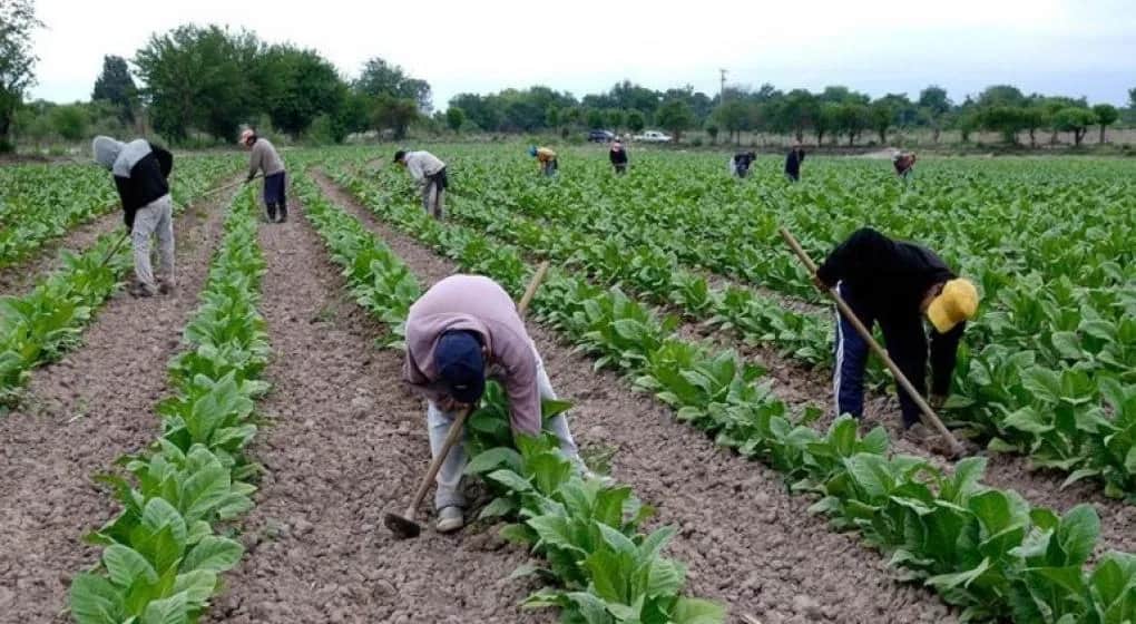 ¿Más coletazos del glifosato trucho? Misiones promulgó una ley para transparentar el destino de los recursos del fondo tabacalero, así que ojito con desviarlos