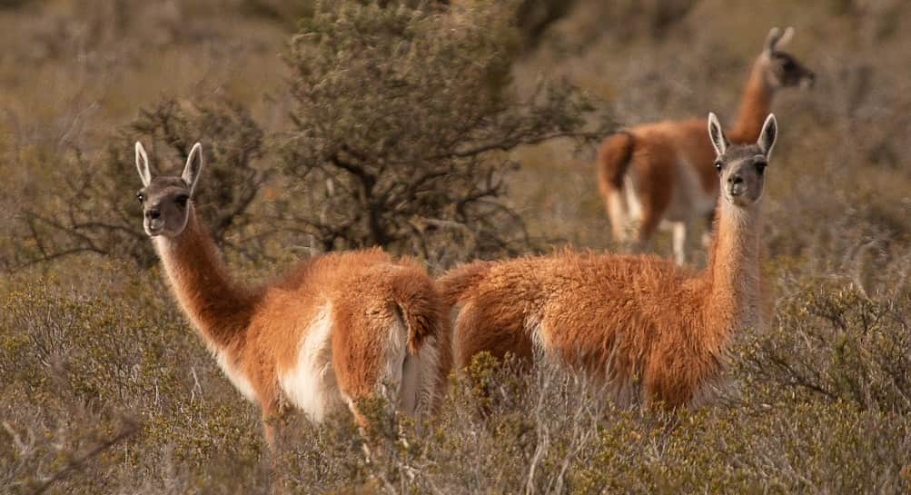 El guanaco santacruceño quiere un sello propio: Avanza la gestión de una Indicación Geográfica para certificar su carne y fibras y encontrarle más mercados