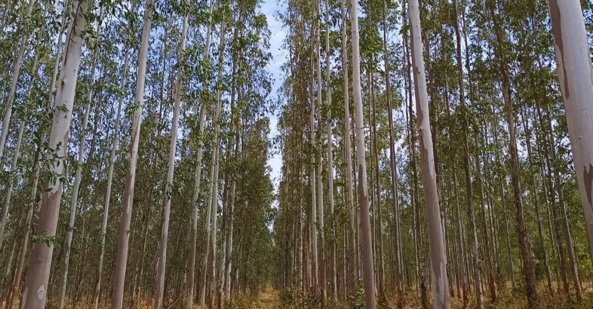 Paraguay pisa el acelerador y, con sus plantaciones forestales en plena expansión, anuncia una inversión privada de 200 millones de dólares para potenciar la actividad
