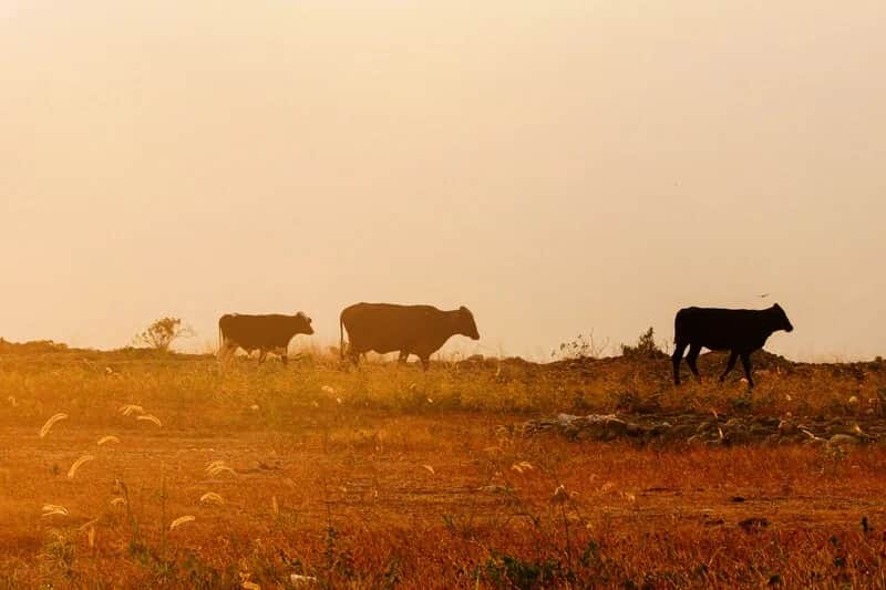 Antes de sumar vacas, hay que hacerlas producir mejor: Víctor Tonelli y Jorge Giraudo analizan cómo crecer en carne y leche con el foco puesto en la eficiencia