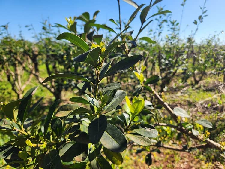 ¿Le pondrán kiwi al mate? Catorce marcas misioneras de yerba se unieron para desembarcar juntas en Nueva Zelanda