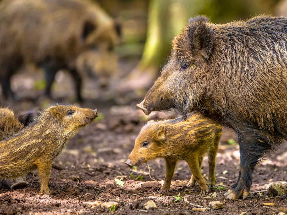 Se aprobó la Ley de Carnes en el sur y el campo de Río Negro festejó: “Reconoce realidades productivas”, dice Leandro Ballerini, ruralista patagónico