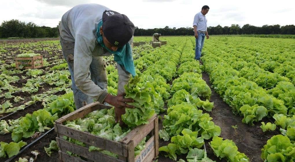 Familias hortícolas asfixiadas: Un estudio de la UTT mostró que 9 de cada 10 productores de La Plata se encuentran endeudados