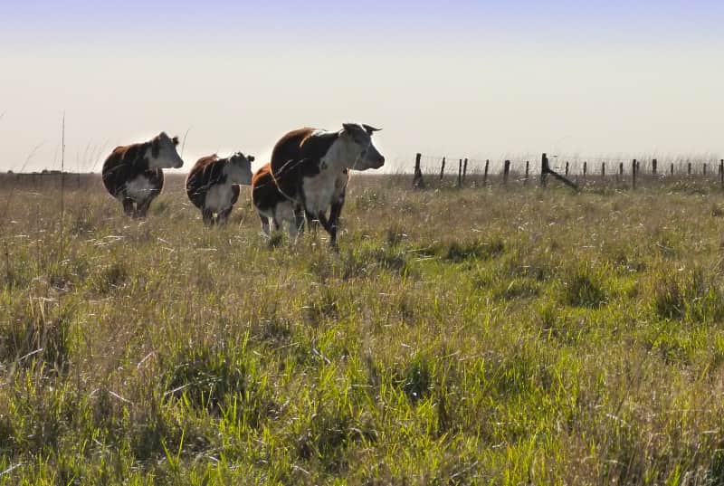 Ley de Mercados de Carbono: Salió el dictamen de Senadores y el agro se entusiasma con discutir una ley que podría abrir un nuevo negocio