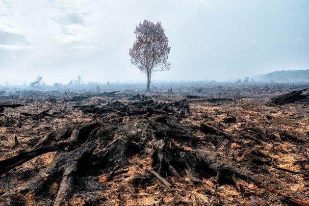 Alerta legislativa: El Consejo Agroindustrial le pidió al Senado que no trate la ley de Ecocidio en la sesión de esta semana