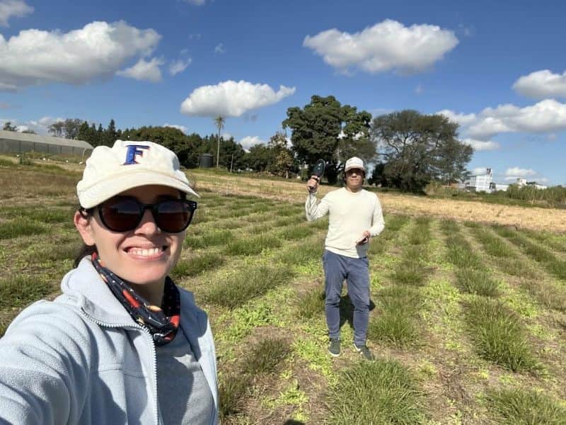 Con genética y drones, investigadores de Corrientes buscan mejorar el rendimiento del pasto horqueta, una forrajera clave para el NEA