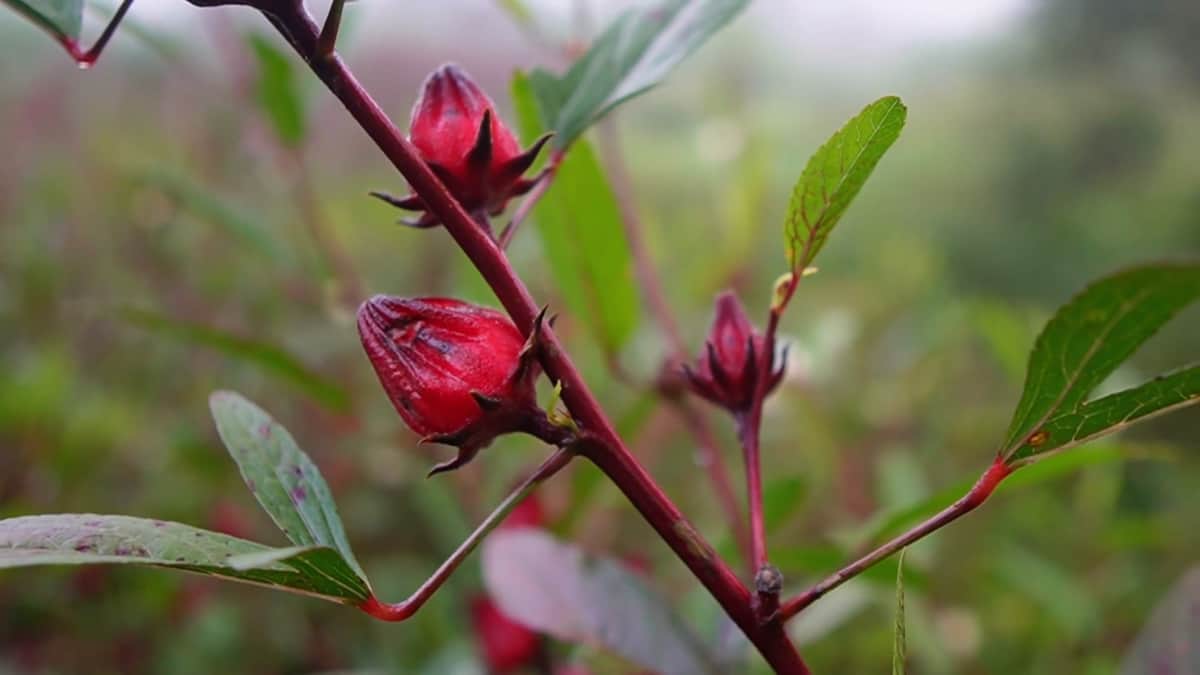Dos emprendedores ya producen la rosella, una planta nómada que llegó a Misiones y se perfila como una alternativa productiva para diversificar la chacra