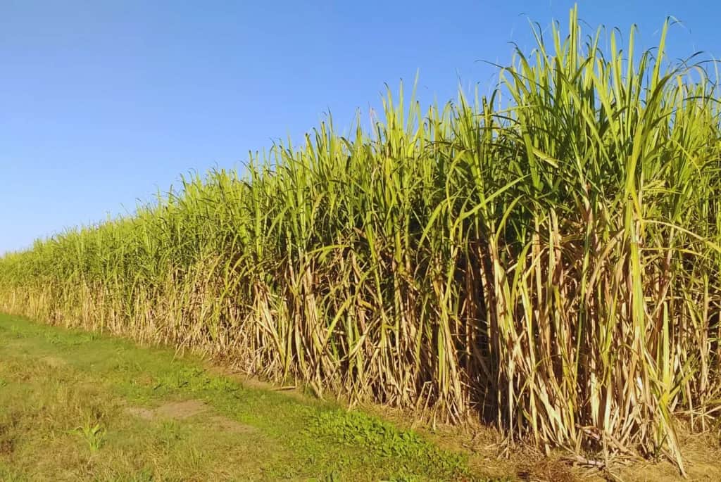 Los orgánicos ganan terreno en el escenario exportador argentino y el azúcar de caña es el producto estrella de este año