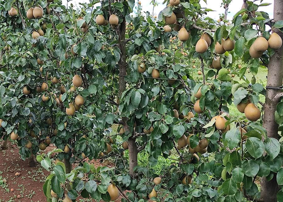 Brasil busca mayor competitividad para sus peras: Embrapa presentó una variedad mejorada con rindes de hasta 30 toneladas por hectárea y resistencia a enfermedades