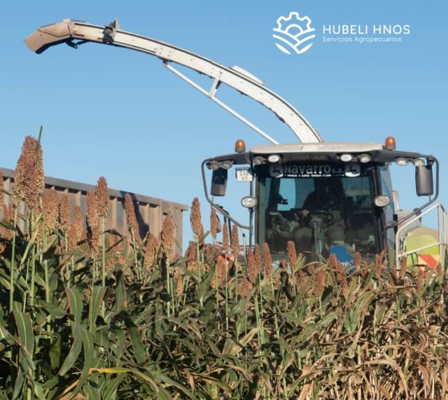 Como llaneros solitarios, los hermanos Hubeli vieron que en Formosa no había quién hiciera silaje y se convirtieron en los únicos contratistas forrajeros de la provincia