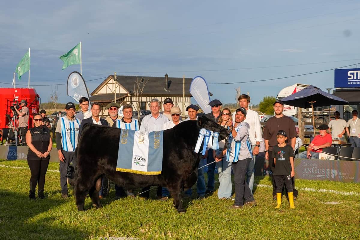 Florecieron los Angus: Los criadores de esa raza bovina finalizaron su Semana de Primavera con una pista de alto nivel y más de 60 mil cabezas rematadas