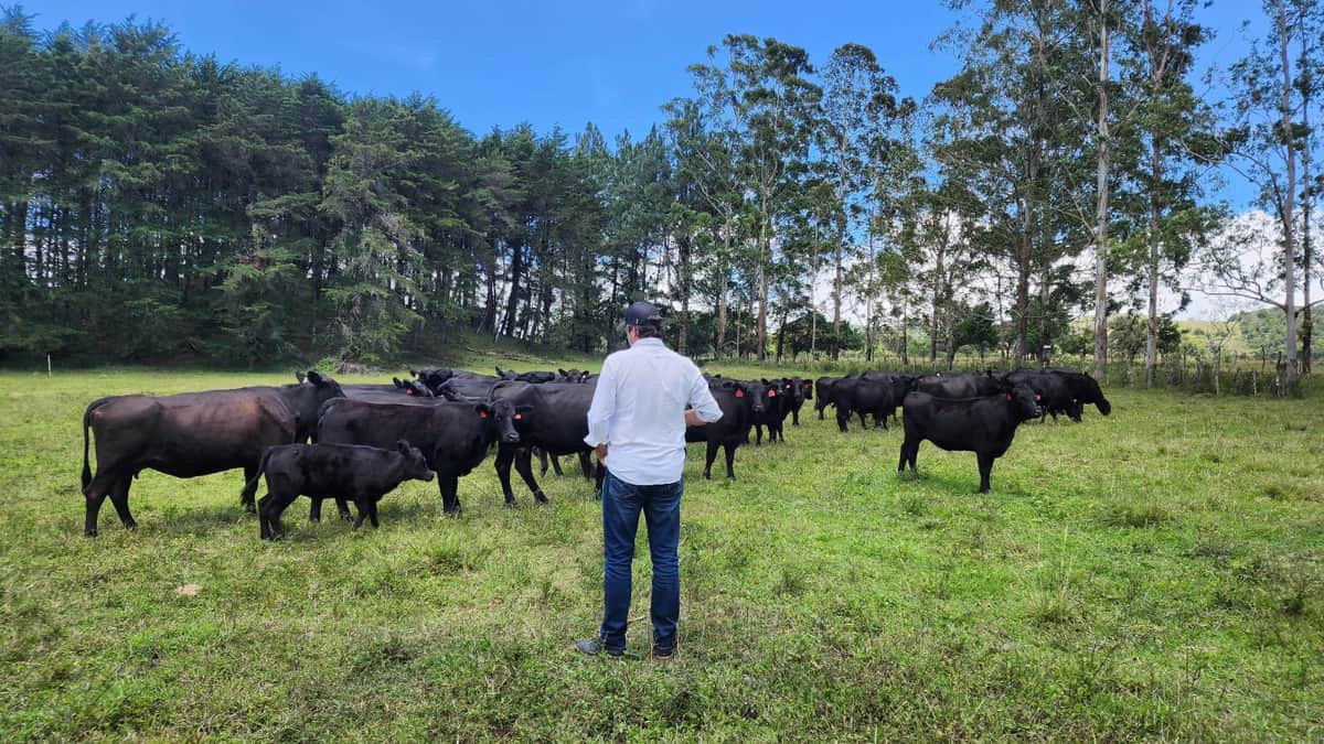 De Córdoba a Latinoamérica: La cabaña La Sultana, de Mauricio Groppo, expande su genética Brangus con embriones “hechos a medida” de cada productor