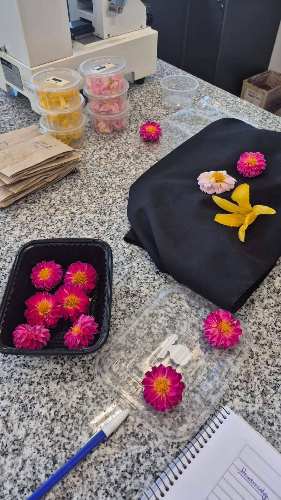 De Raíz: El agrónomo Cristian Javier López, de la Universidad de Lomas de Zamora, nos cuenta qué hay detrás de las flores que llegan como comida a la mesa