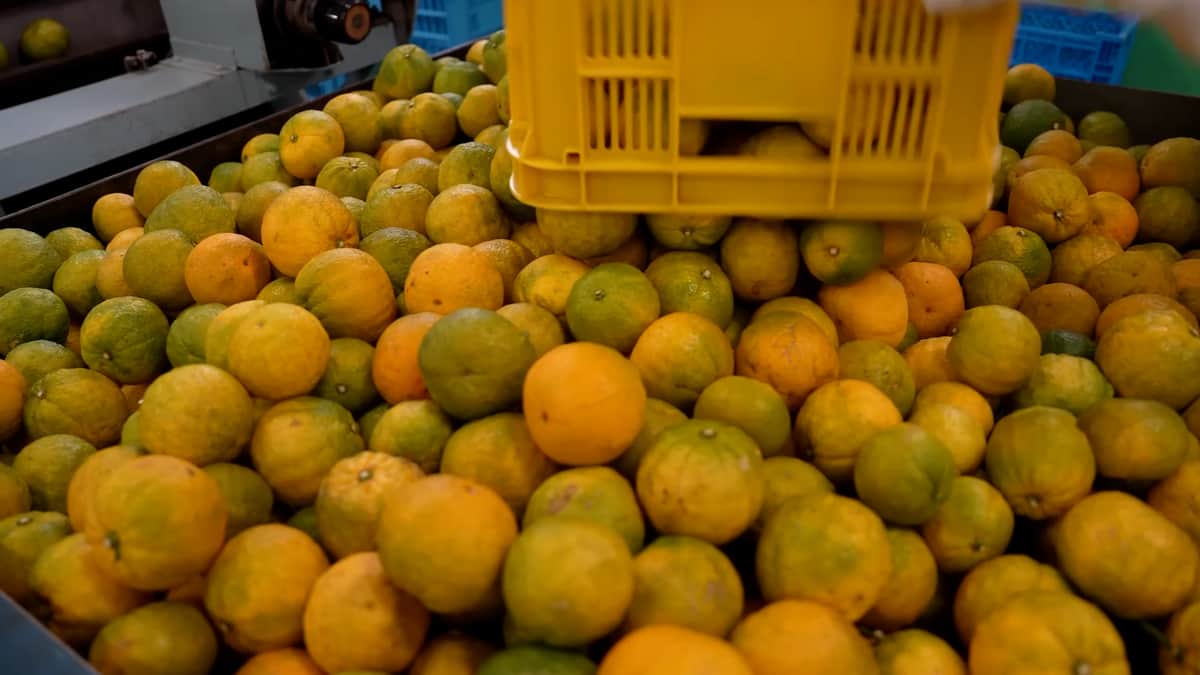 Alerta Naranja Mandarina: Hay fruta que se vendió a 30 pesos frente a costos de 120 pesos, expone Pablo Molo, el presidente de la Fecier, al explicar por qué está economía regional ingresó en crisis
