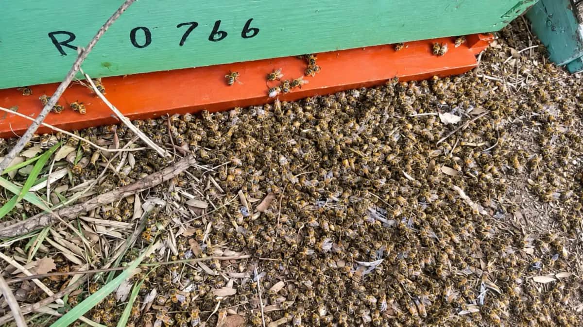 Crónicas robadas: Apicultores denuncian la muerte de unos 9 millones de abejas en el Alto Valle, contando al menos 440 colmenas afectadas
