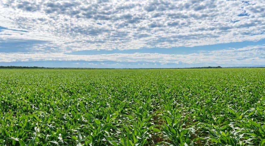 Largo versus corto plazo: La irrupción de grandes capitales en el mercado inmobiliario rural argentino actúa como “soplete” de valores de alquileres agrícolas recalentados