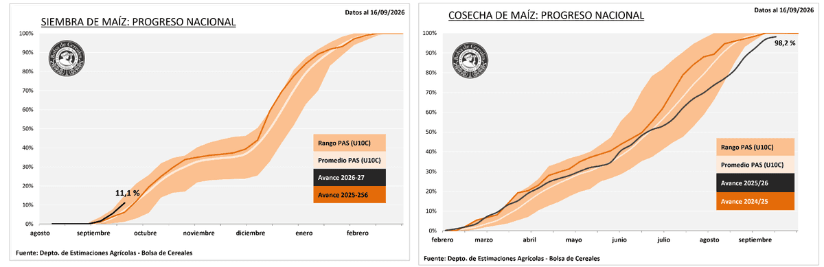 Inédito ¡Falta cosechar más un millón de toneladas de maíz 2025/26 y ya se sembró más del 10% del área del maíz 2026/27!