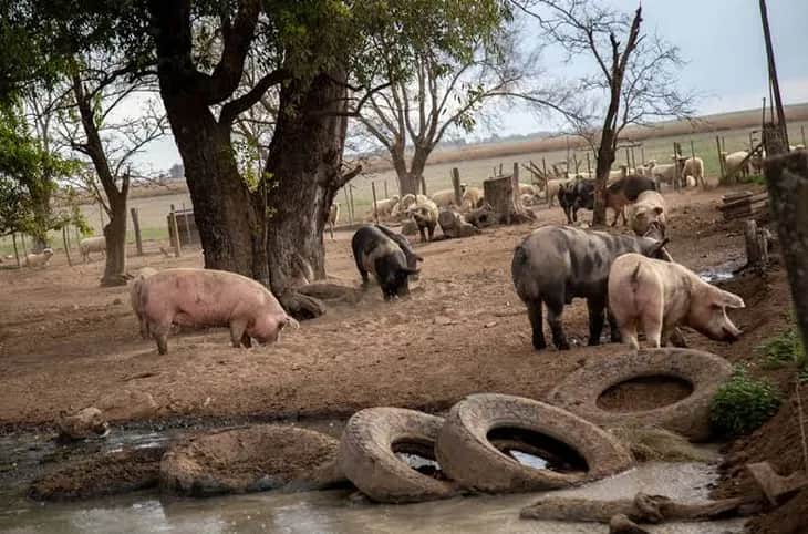 Crónicas robadas: El caso de canibalismo entre cerdos, el lado oscuro de la quiebra de una granja rionegrina