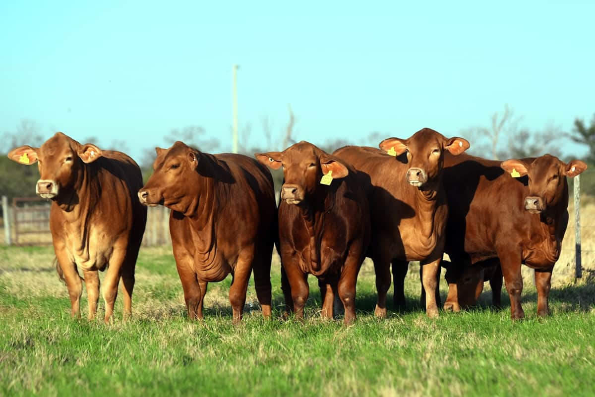 “La máquina de producción es el vientre”: La fórmula de Cristian Helbig para ganar eficiencia con vacas precoces y novillos más rápidos en la cabaña Santa Juana