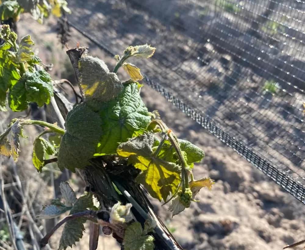 Una cosecha amenazada antes de empezar: Las heladas siguen castigando a viñedos y frutales de San Juan, Mendoza y Catamarca