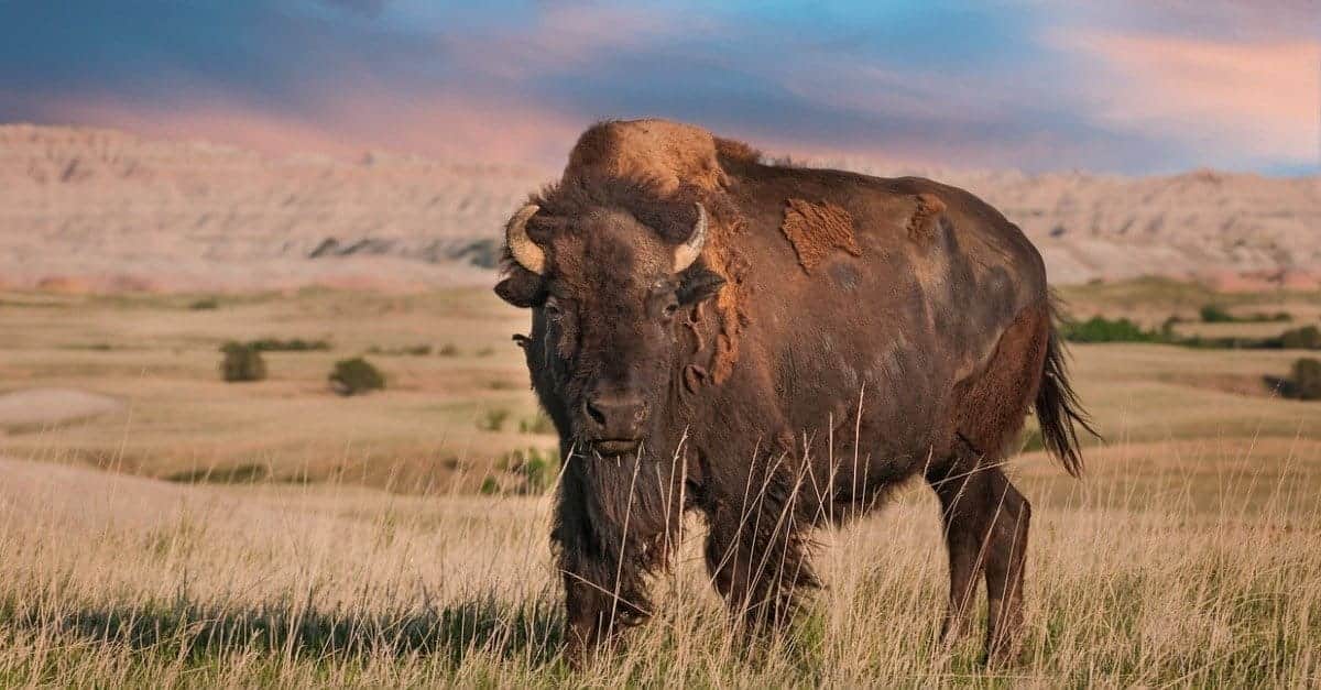 Que sea viral no quiere decir que sea real: ¿Se pueden fabricar espirales con bosta de bisonte?